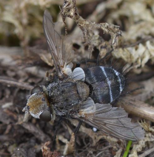 Gonia sp.